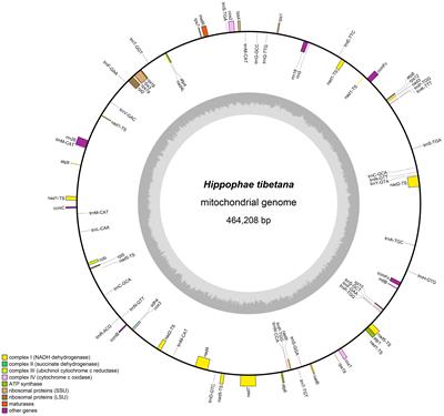 Complete mitochondrial genome of Hippophae tibetana: insights into adaptation to high-altitude environments